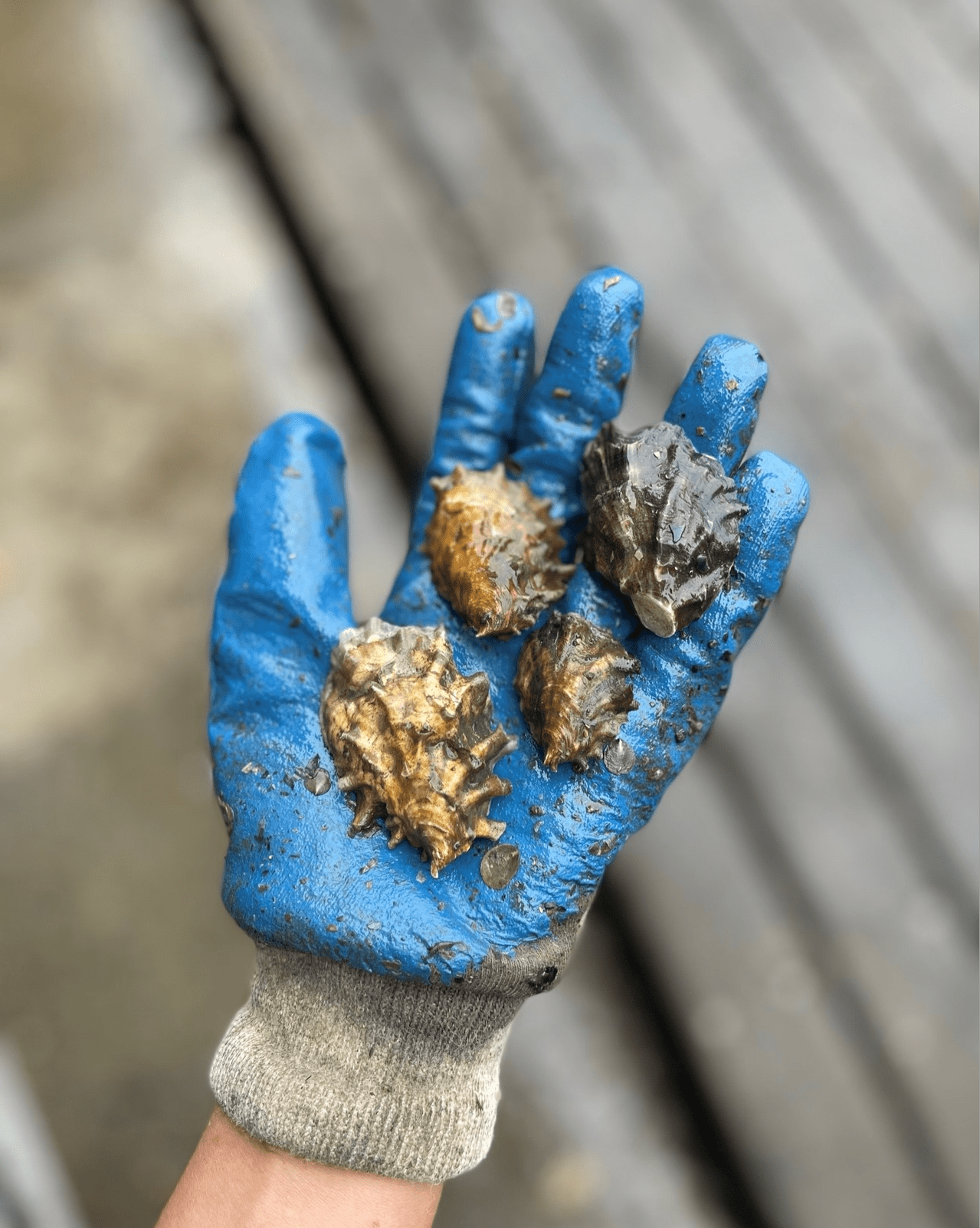Handful Oysters Gloved hand holding farmed oysters on a boat
