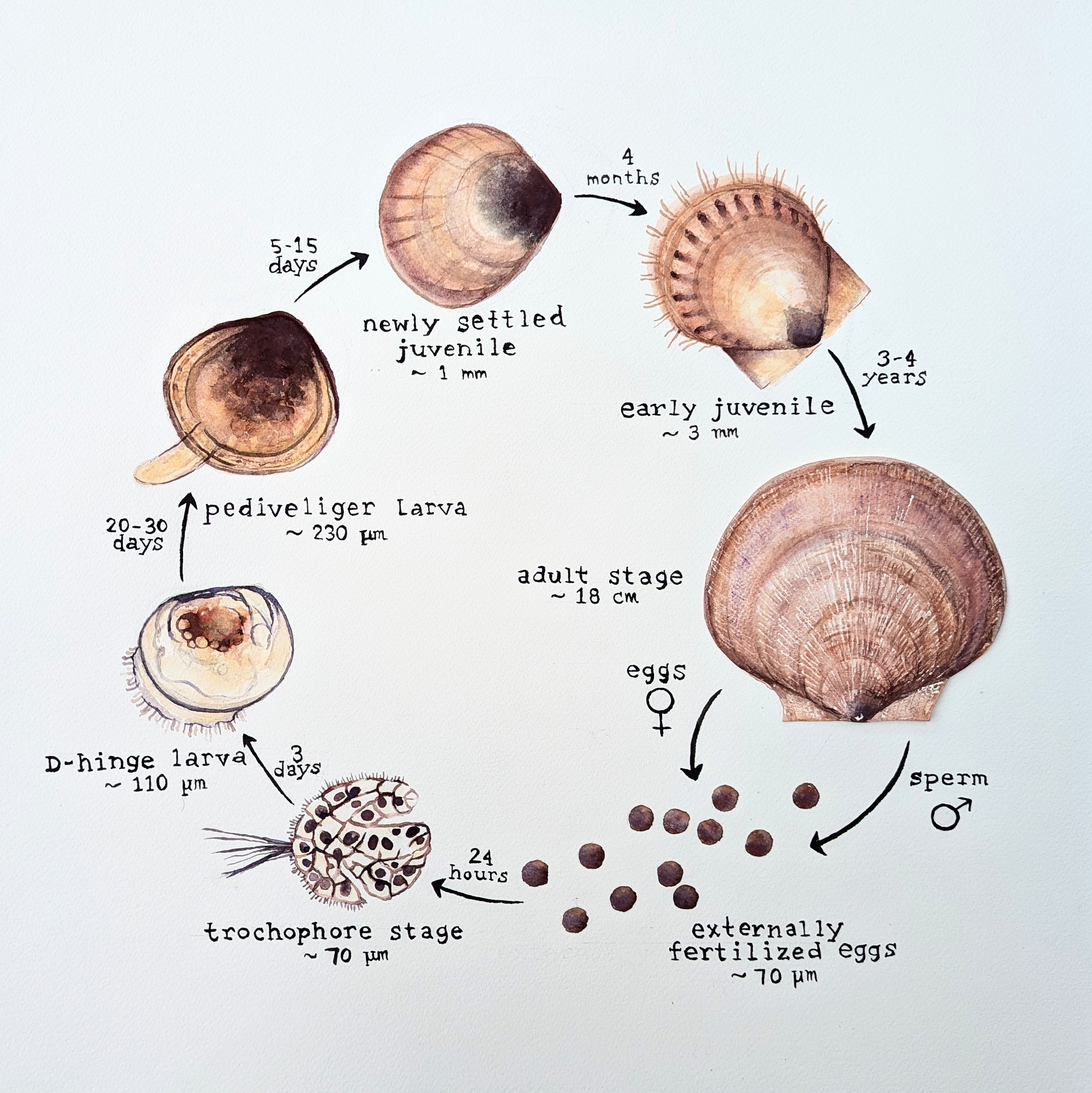 Lifecycle by Hattie Stiles