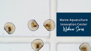 Hatchery collaborative approach to developing techniques for Atlantic sea scallops