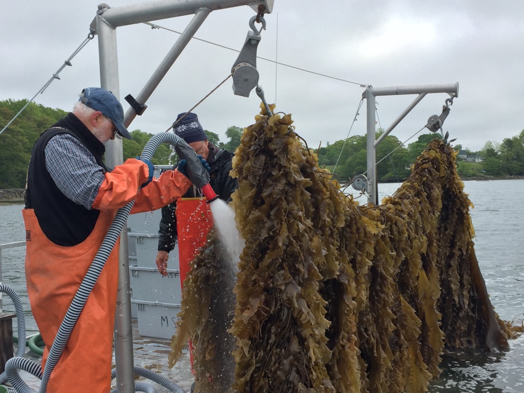 B17A80DB-EF1C-4DA3-9813-6E4EB30F63DC_1_105_c Gloved hand holding farmed oysters on a boat