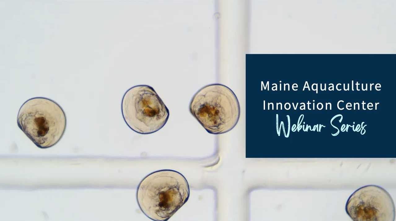 Hatchery Collaborative Approach to Developing Techniques for Atlantic Sea Scallops