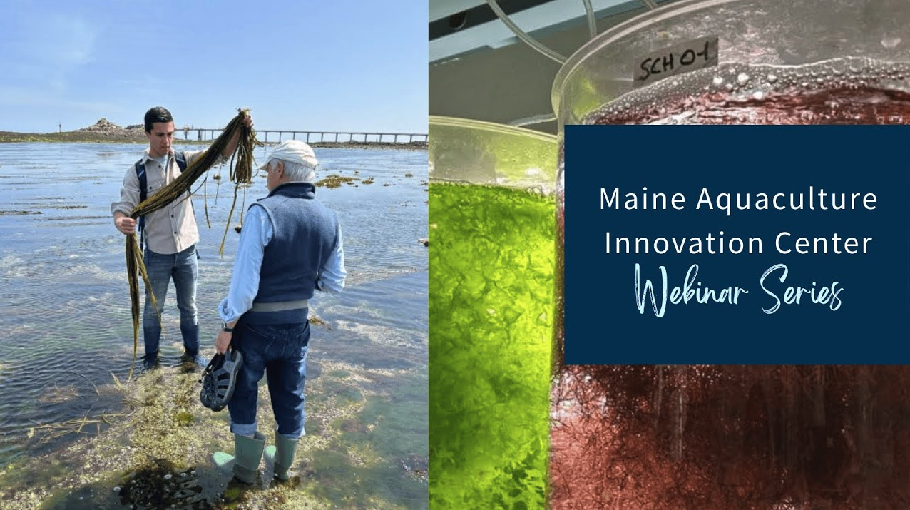 Seaweed Tour de Brittany